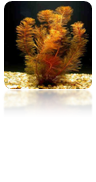 Miriophilum rojo